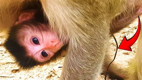 monkey live video.